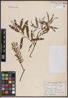 Foto von Salix candida Flüggé ex Willd.